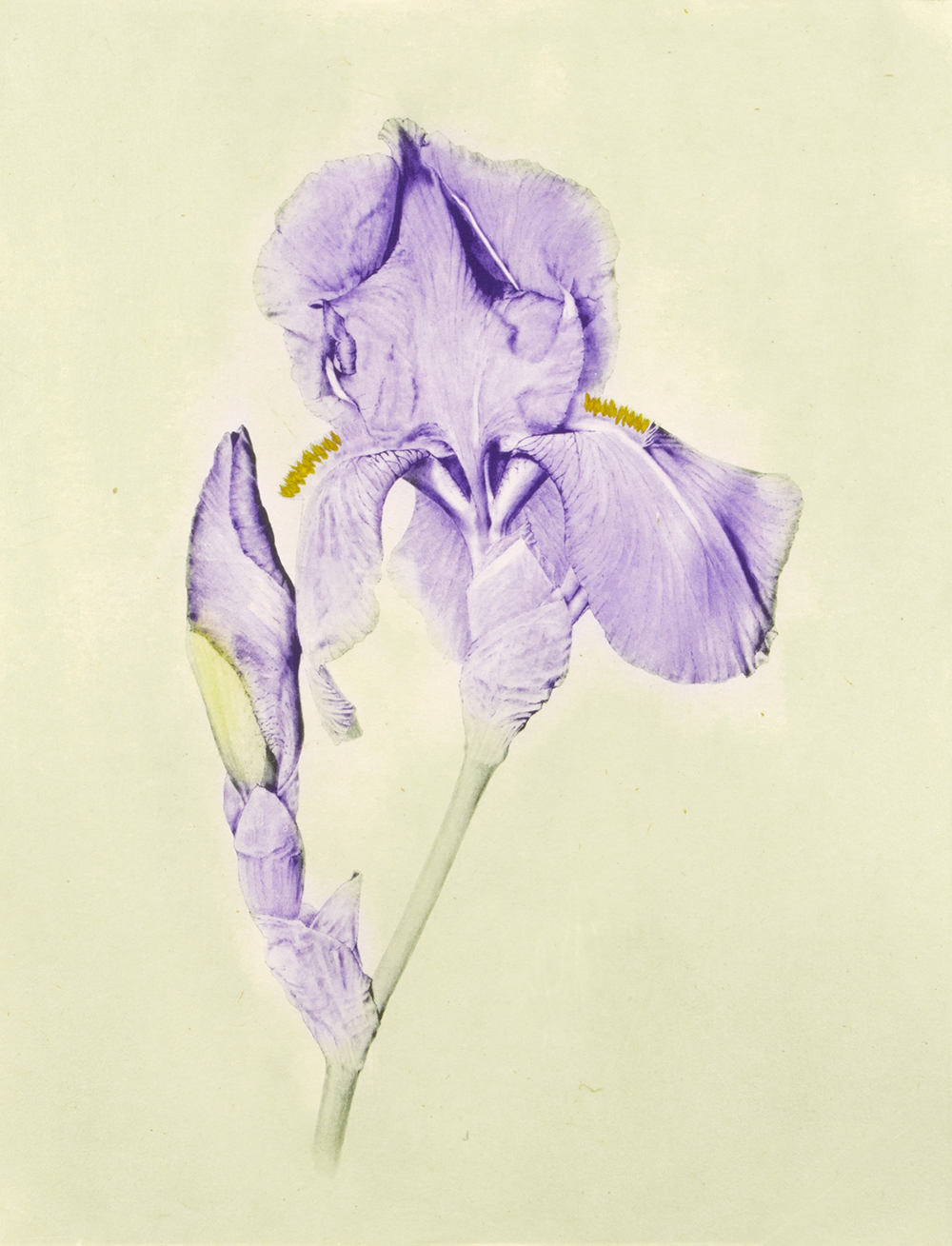 Iris (color) by Joanna Webster