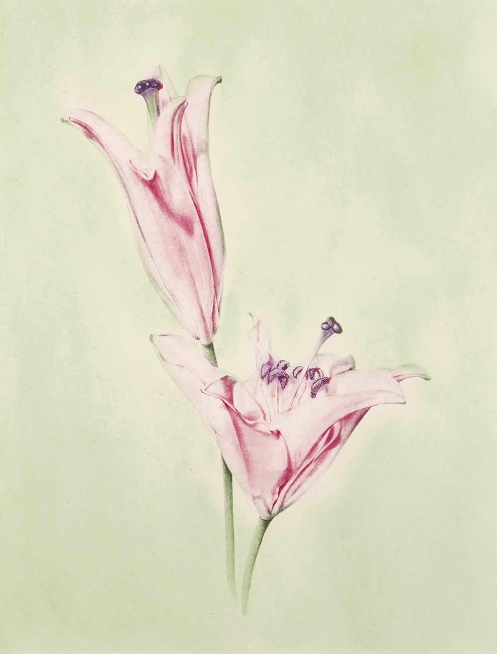 Lilium (color) by Joanna Webster