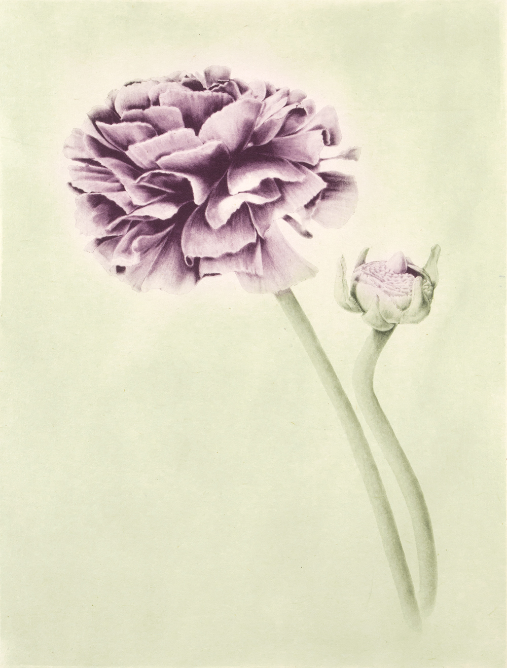 Ranunculus (color) by Joanna Webster