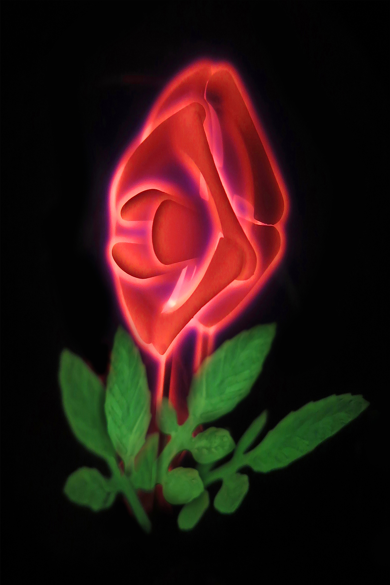 Rose #1 by Gary Justis