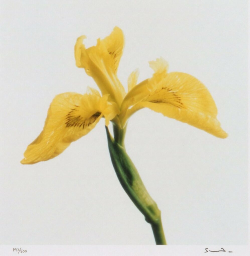 Flag Iris, Lord Snowdon