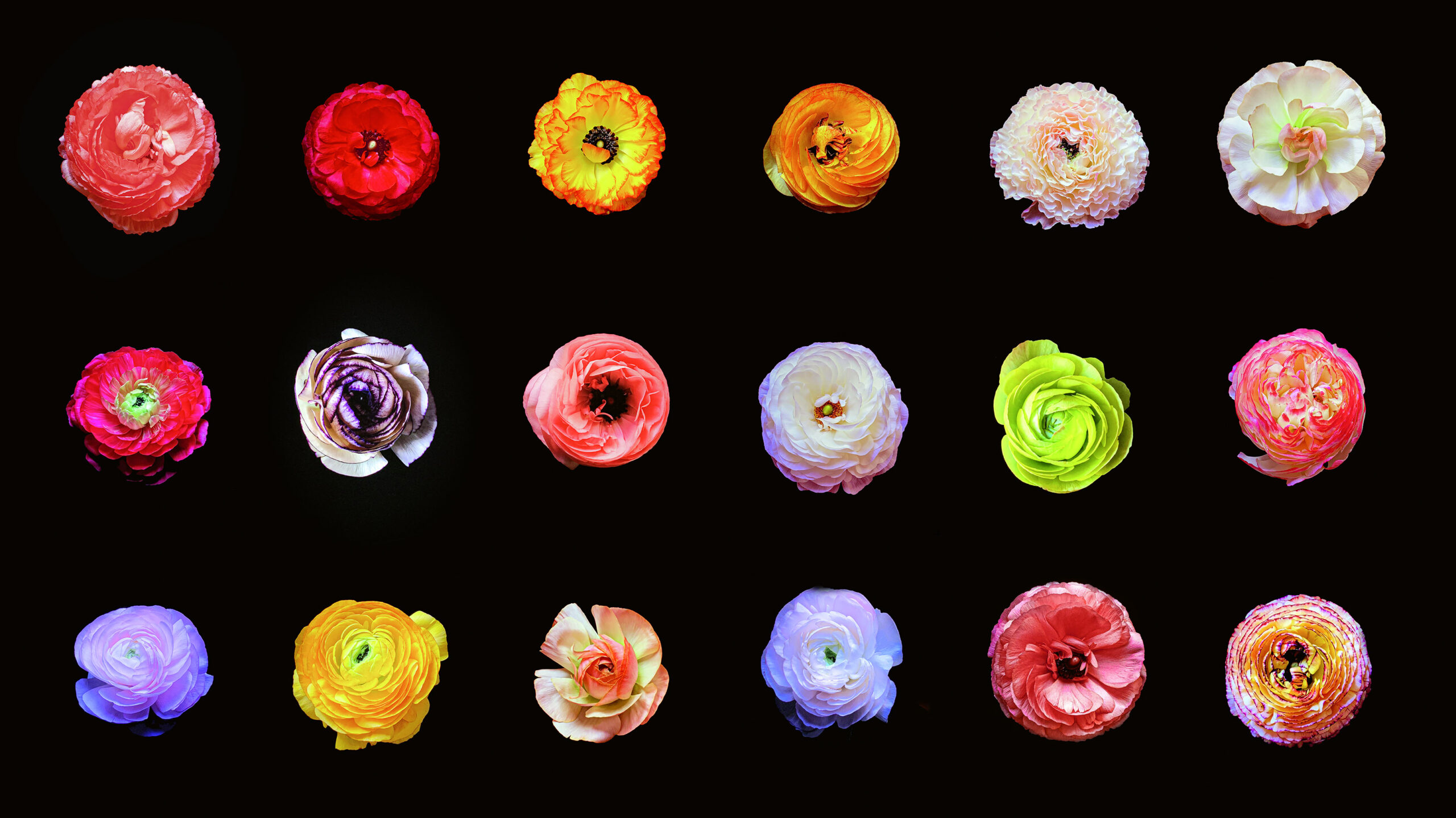 Ranunculus Grid Variant I by Christopher Beane