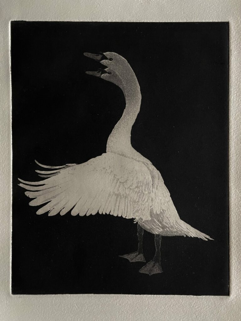 Untitled (Swan), 2023, Julia Goeldi, Galeria Gravura Brasileira