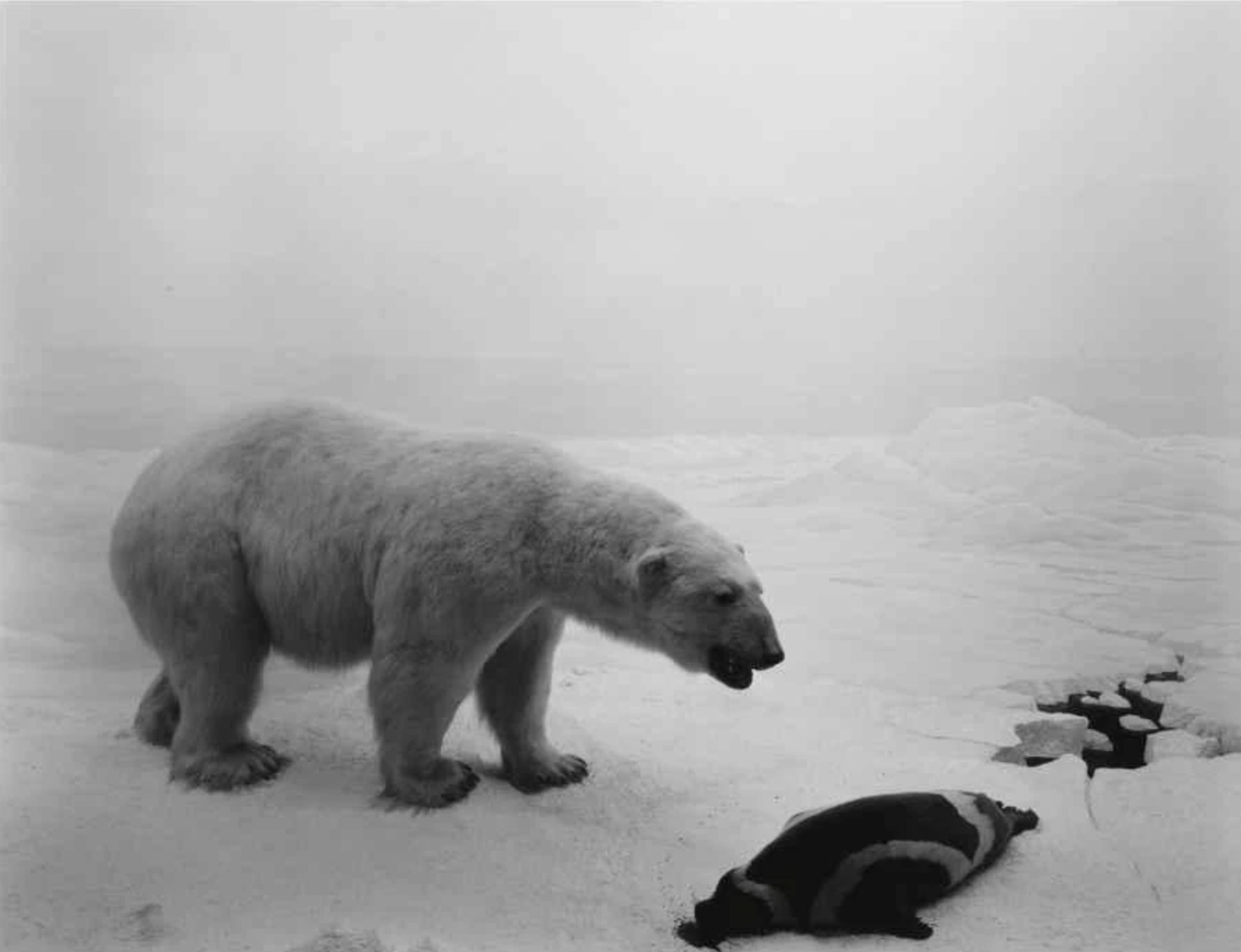 Polar Bear by Hiroshi Sugimoto