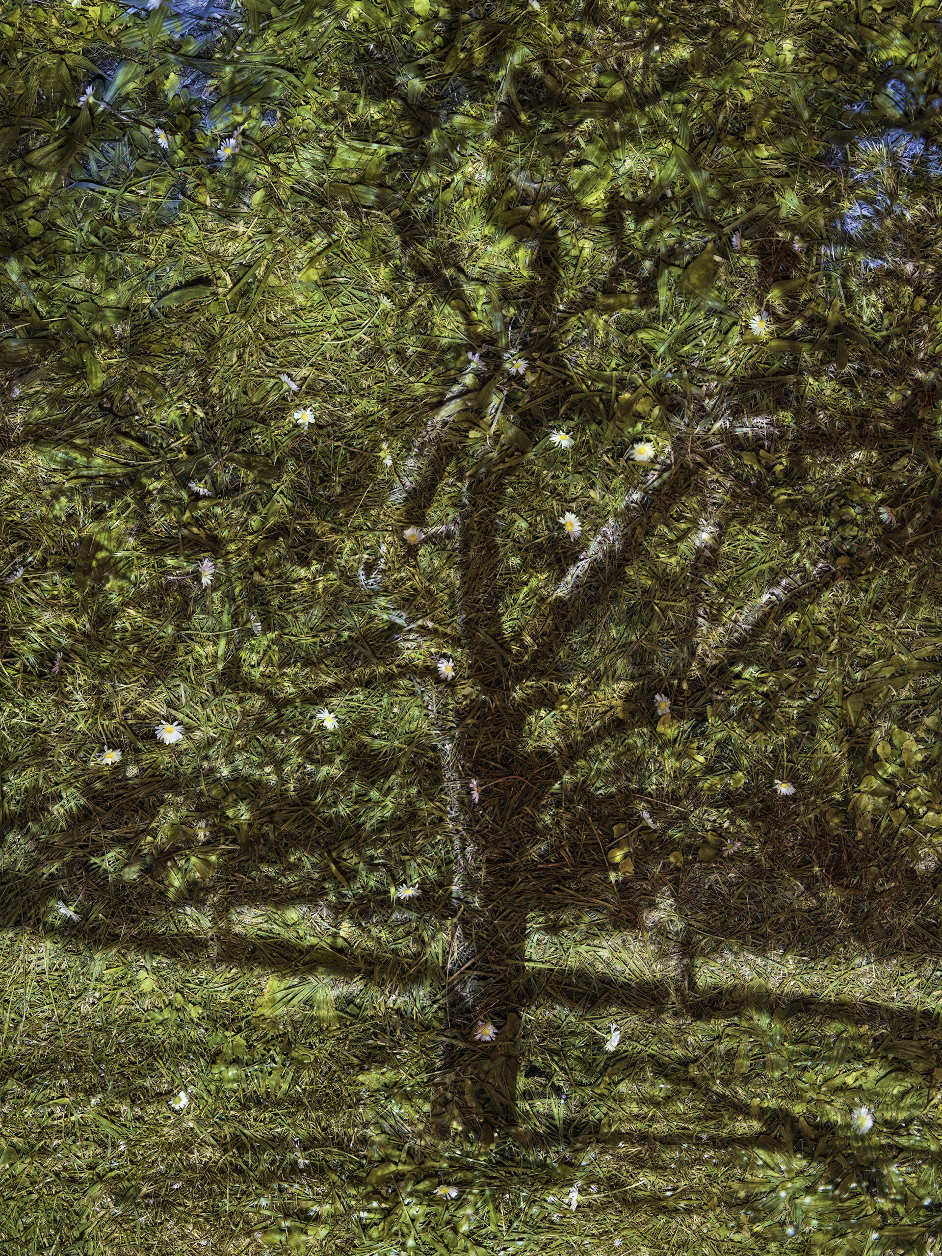 Tent-Camera Image: Apple Tree, Vetheuil, France by Abelardo Morell