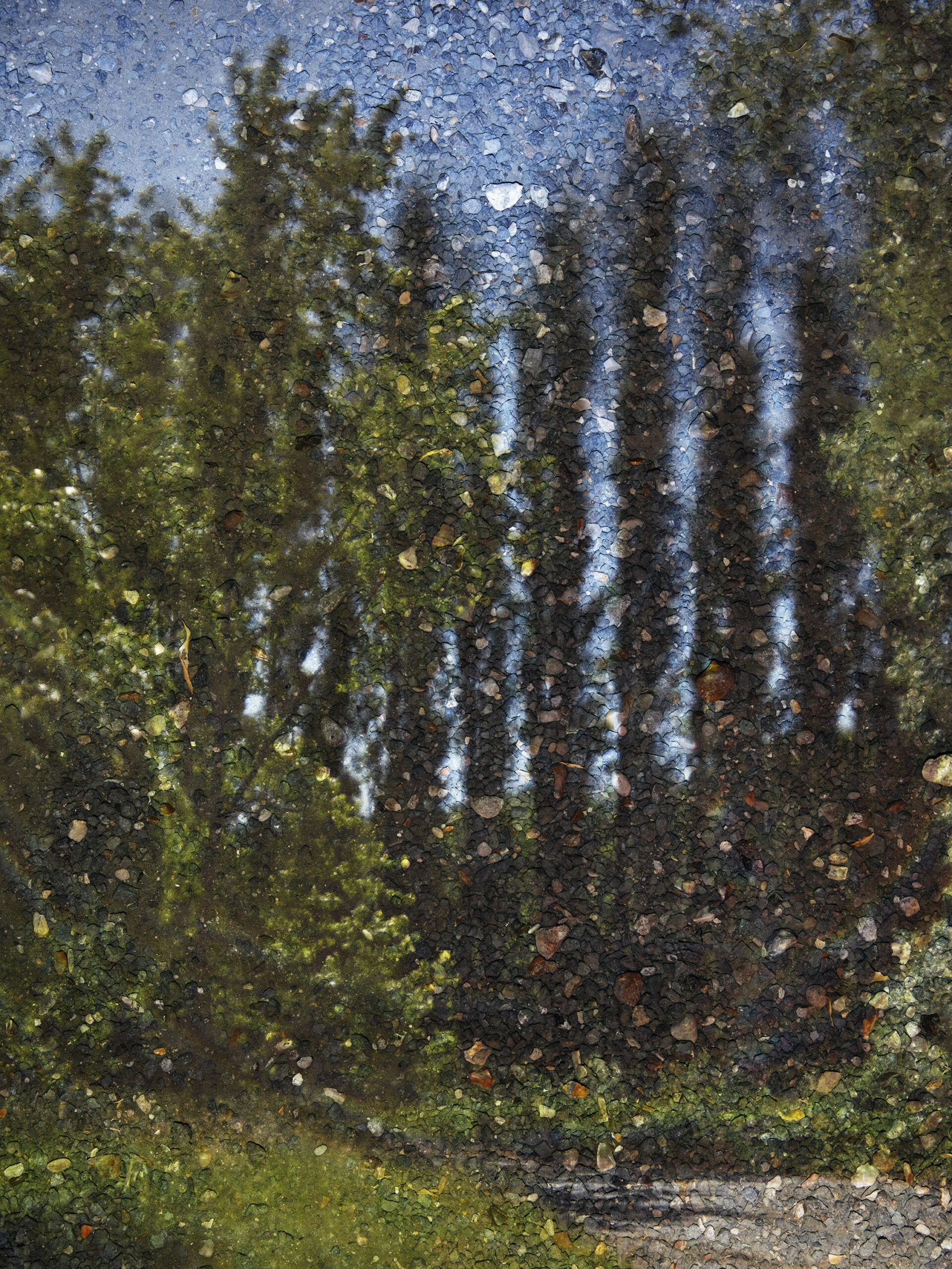 Tent-Camera Image: Poplars by the Oise River #1, Auvers, France by Abelardo Morell