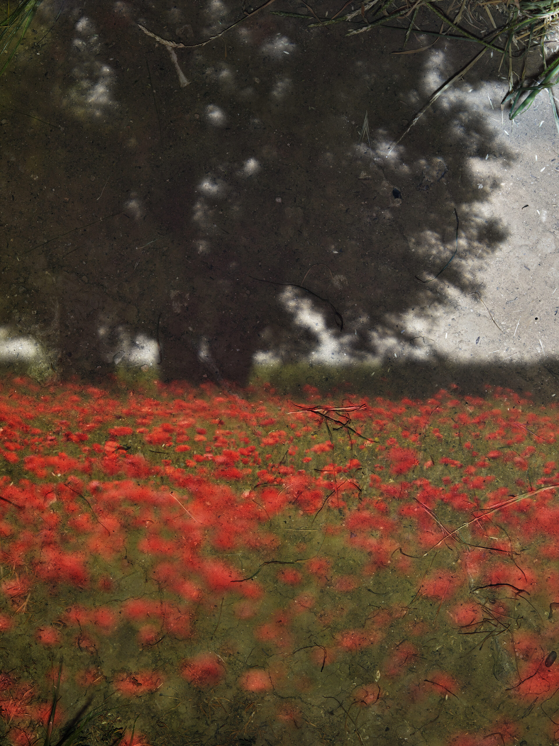 Tent-Camera Image: Poppy Field #3, Near Vetheuil, France by Abelardo Morell