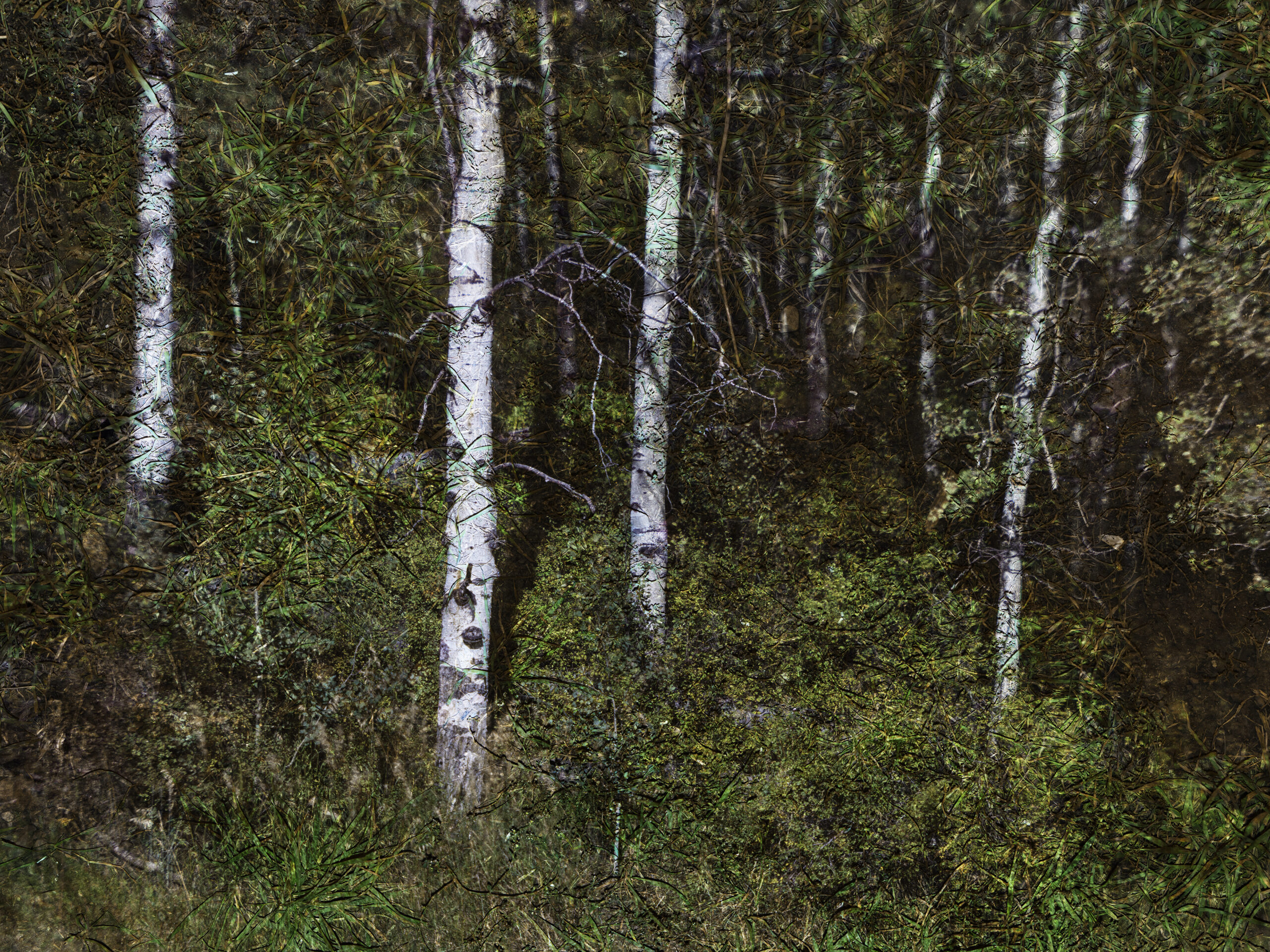 Tent-Camera Image: Aspen, Near Snowmass, Colorado by Abelardo Morell