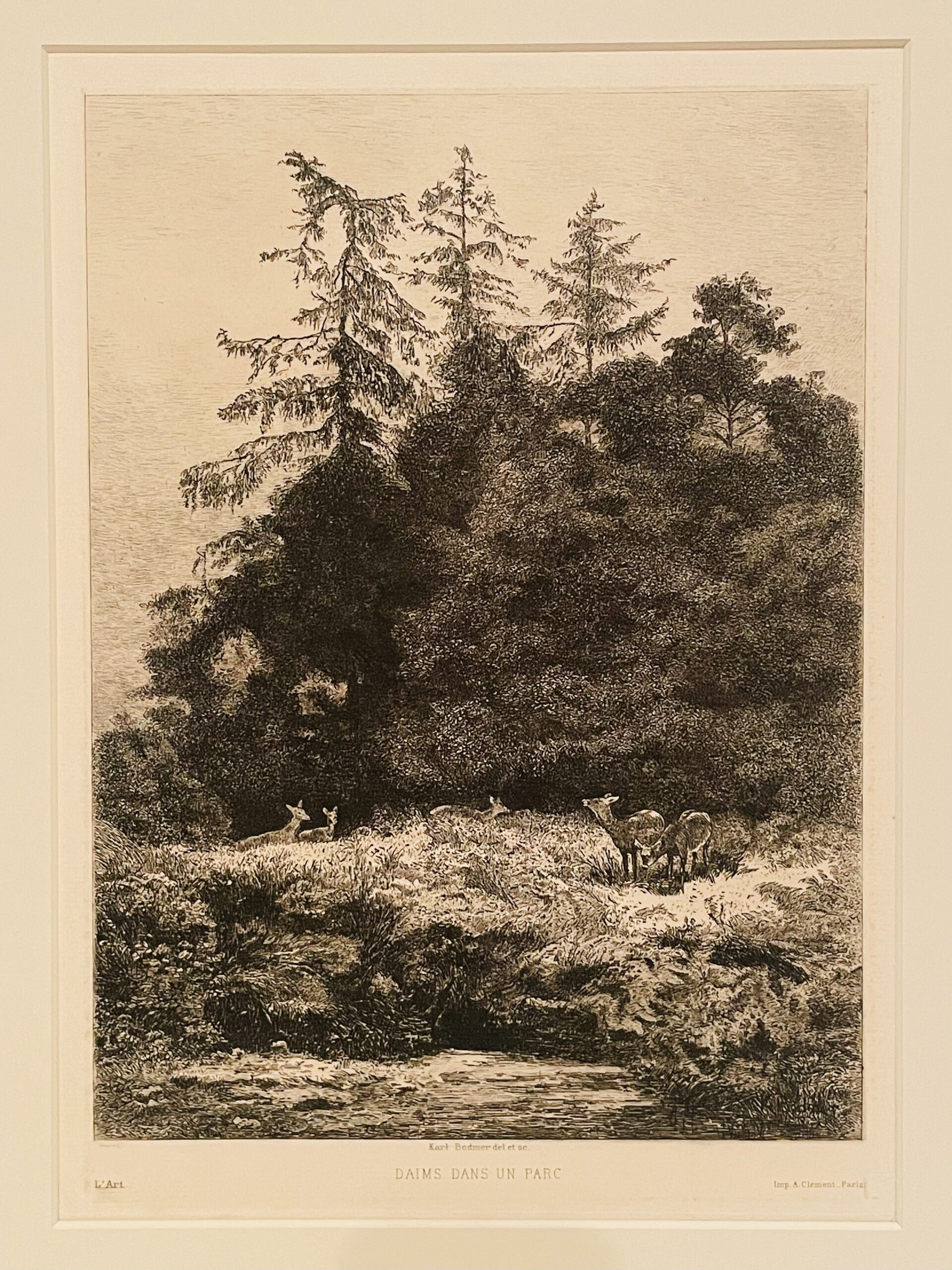 Daims dans un Parc by Karl Bodmer