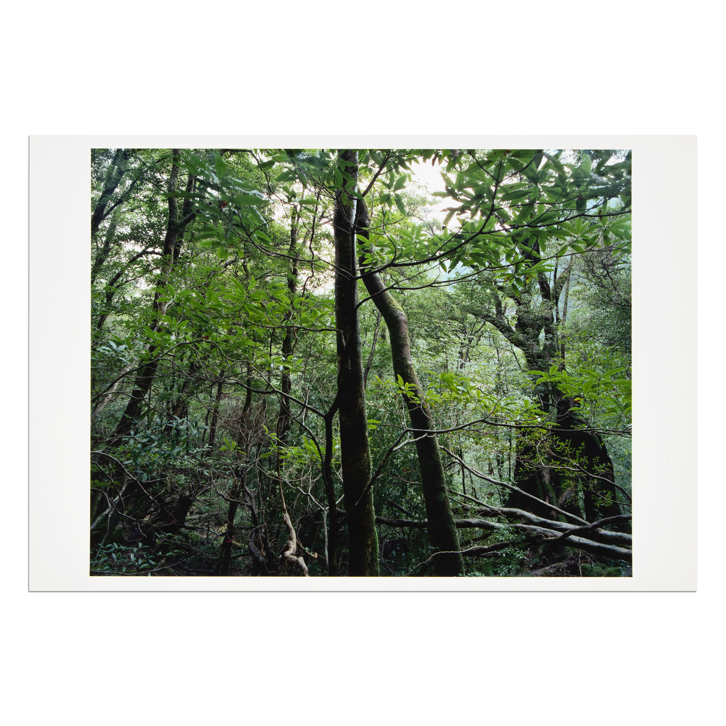 Yakushima (from Paradies) by Thomas Struth