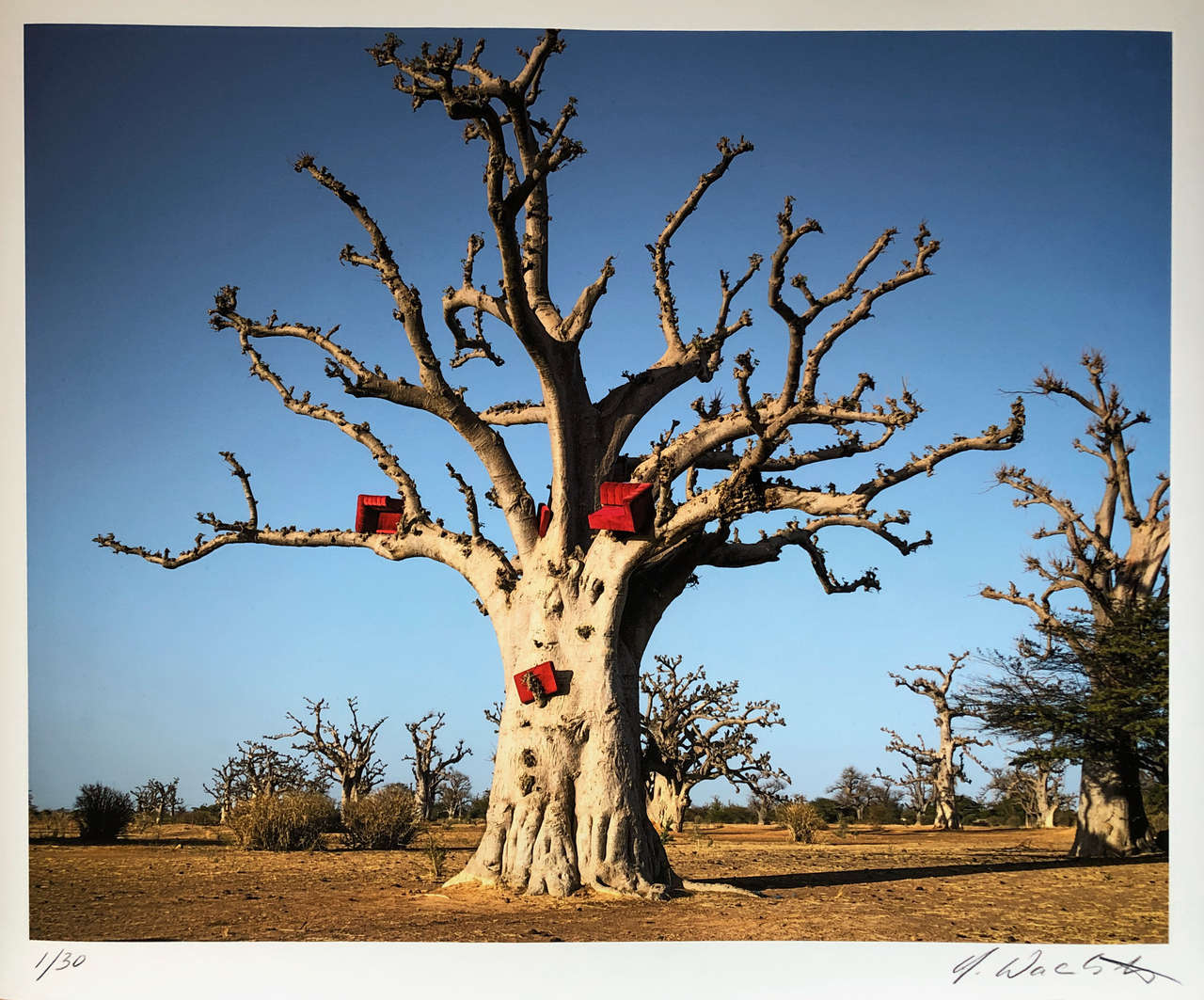 The Red Couch – Baobab by Horst Wackerbarth