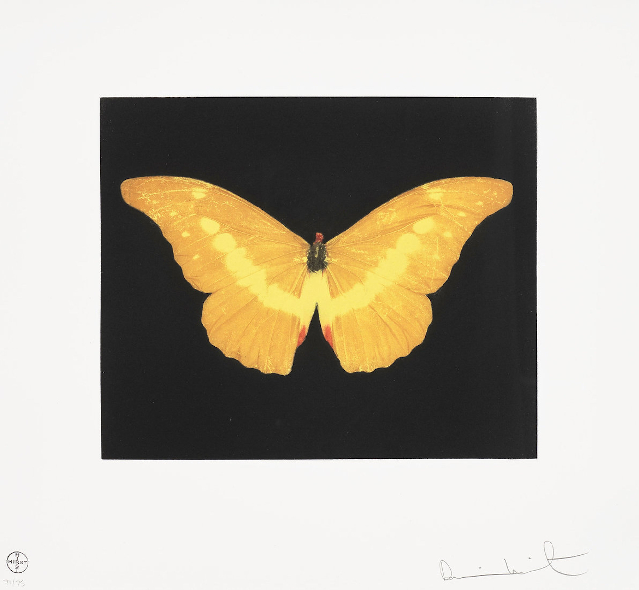 To Lure Butterfly by Damien Hirst