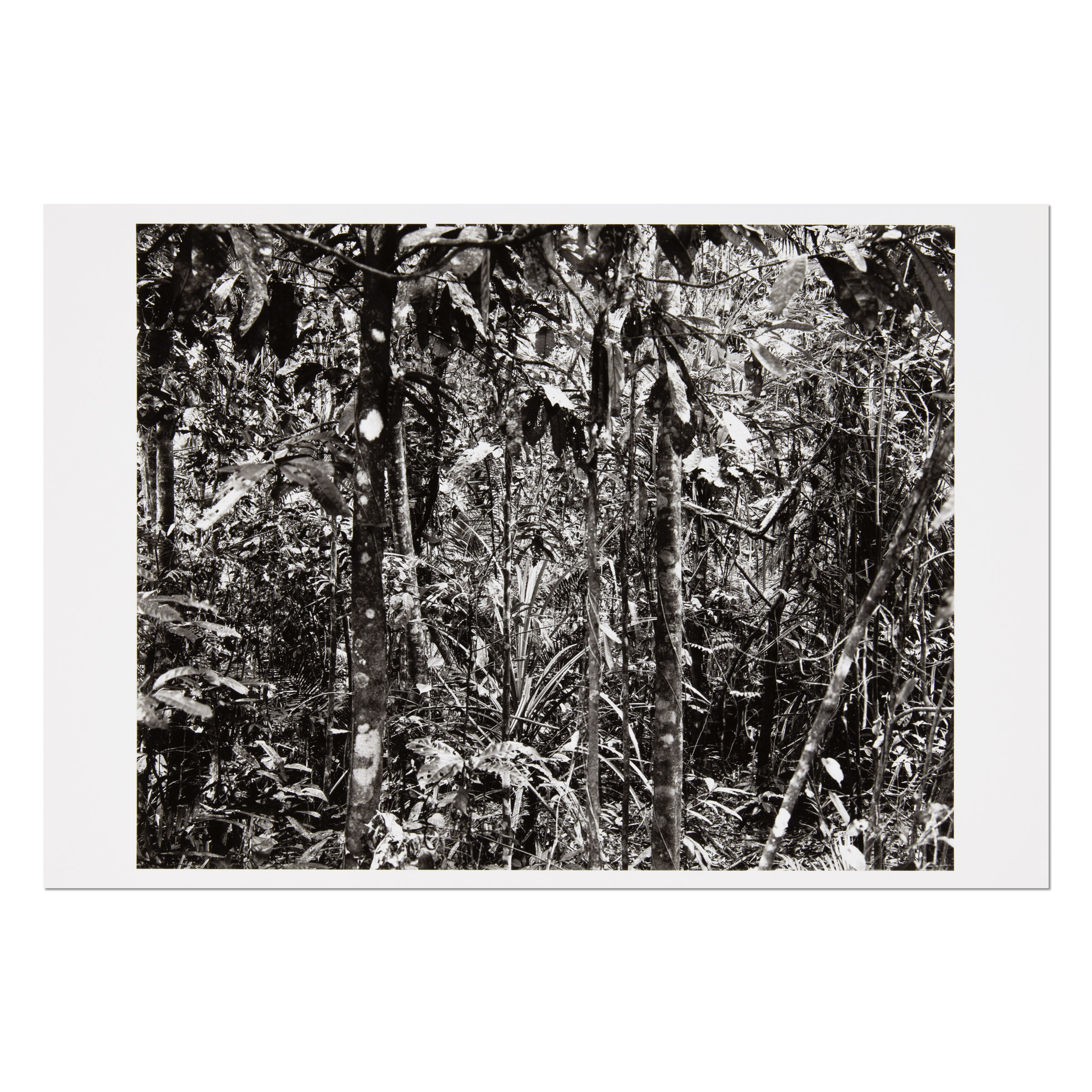 Daintree by Thomas Struth