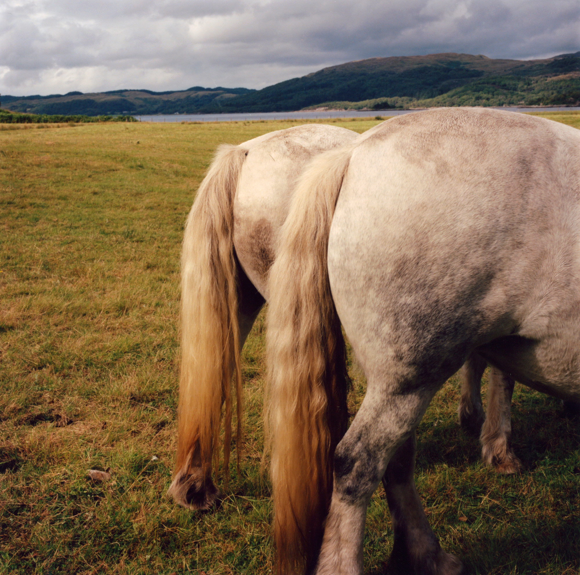 Ponies Backside, Strontian, Scotland by Finn Gibson