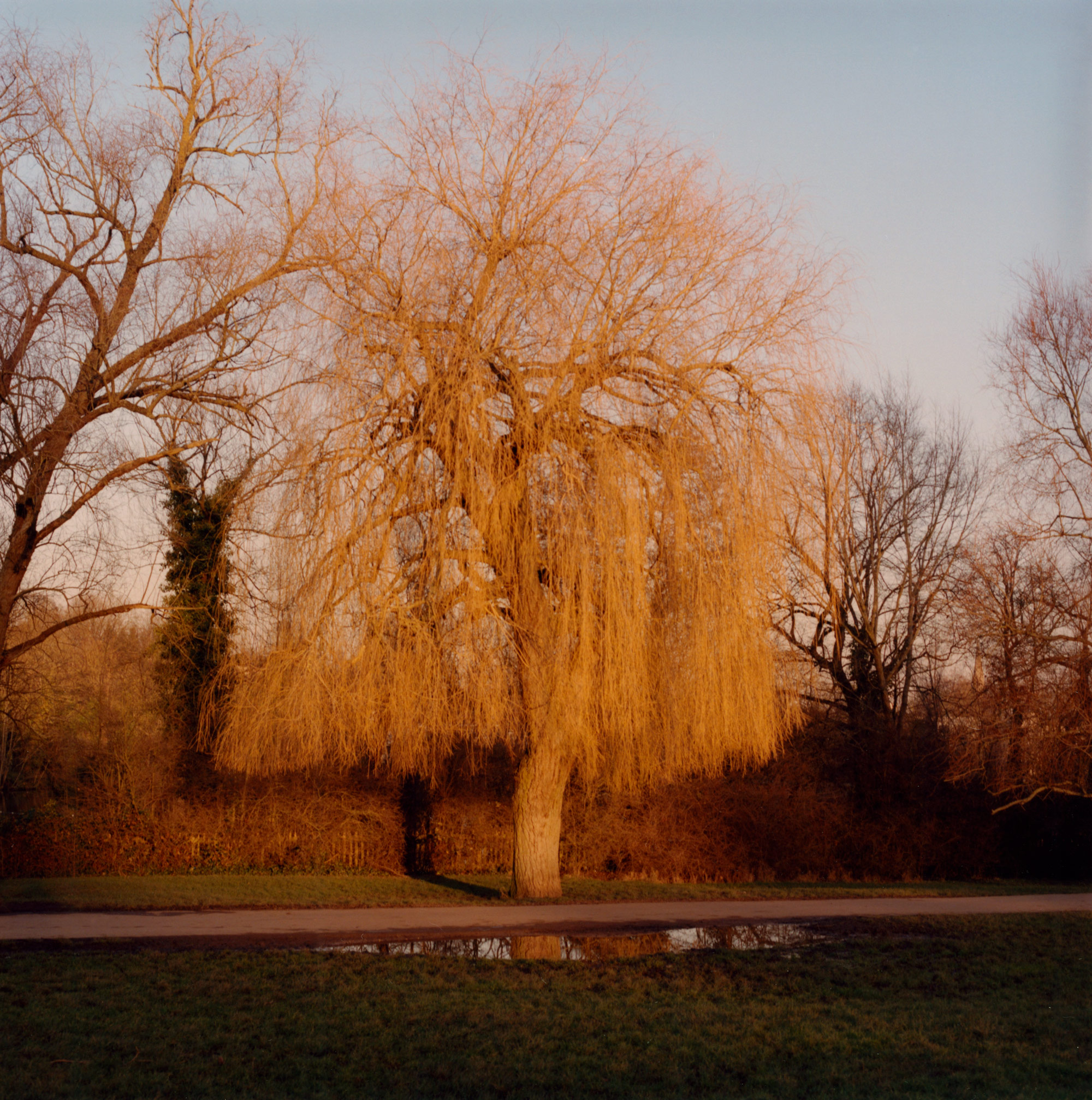 Large, The Willow that Weeps, Hampstead Heath by Finn Gibson