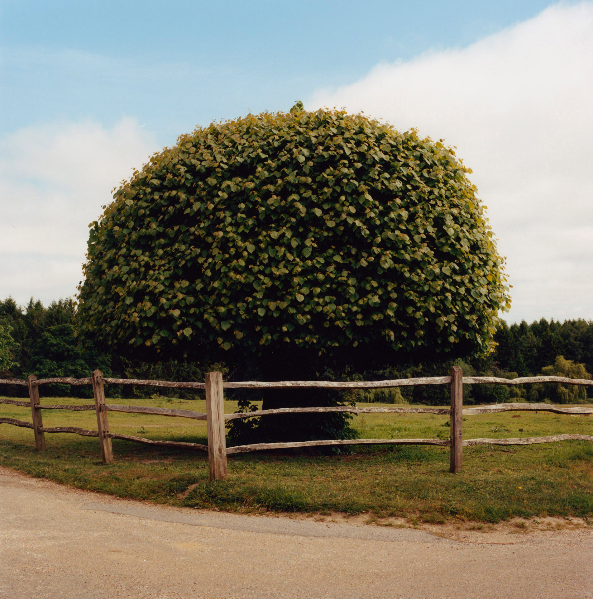 Large, Midsummer’s Afternoon, England by Finn Gibson