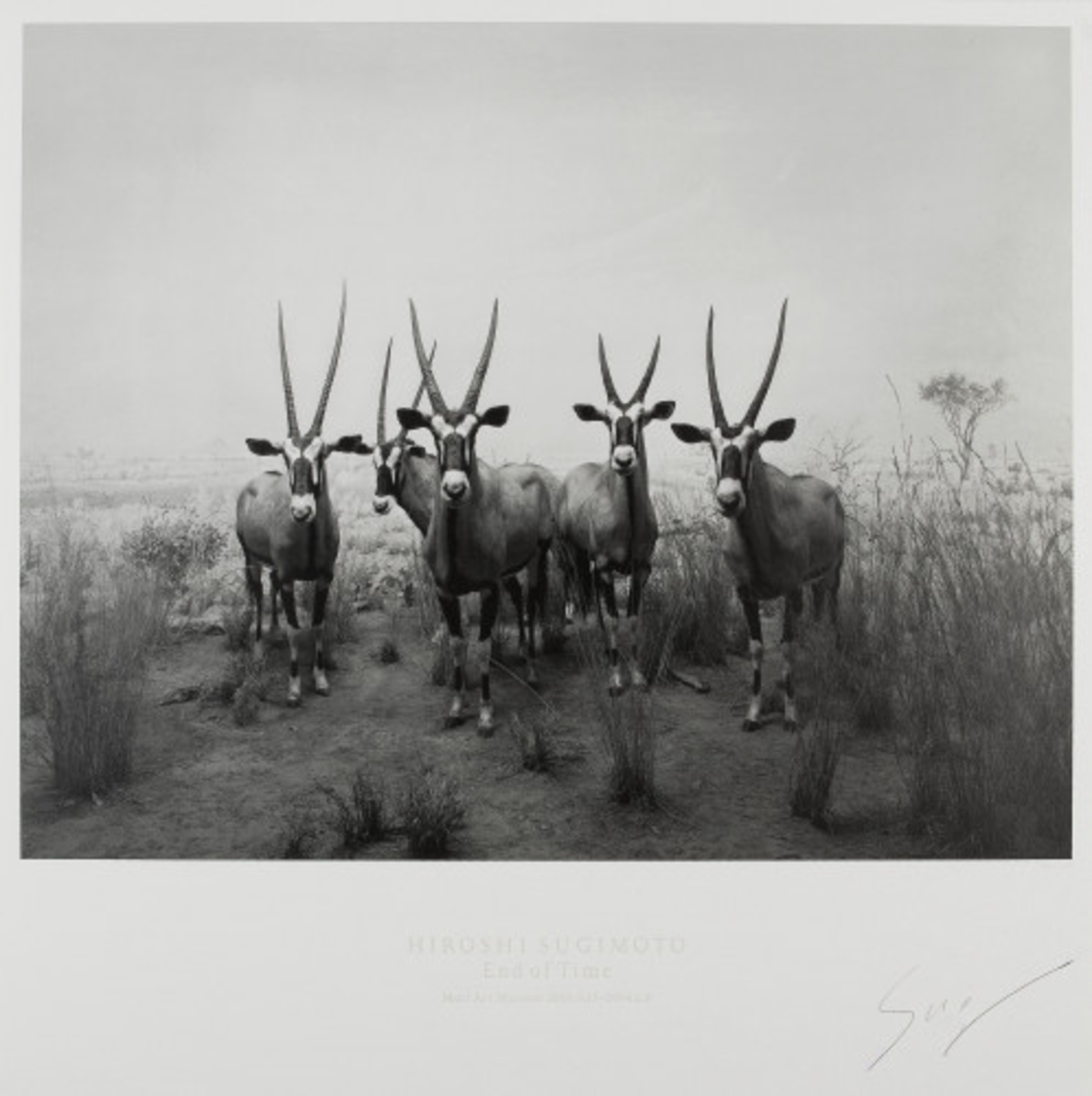 Gemsbok (End of Time exhibition poster) by Hiroshi Sugimoto