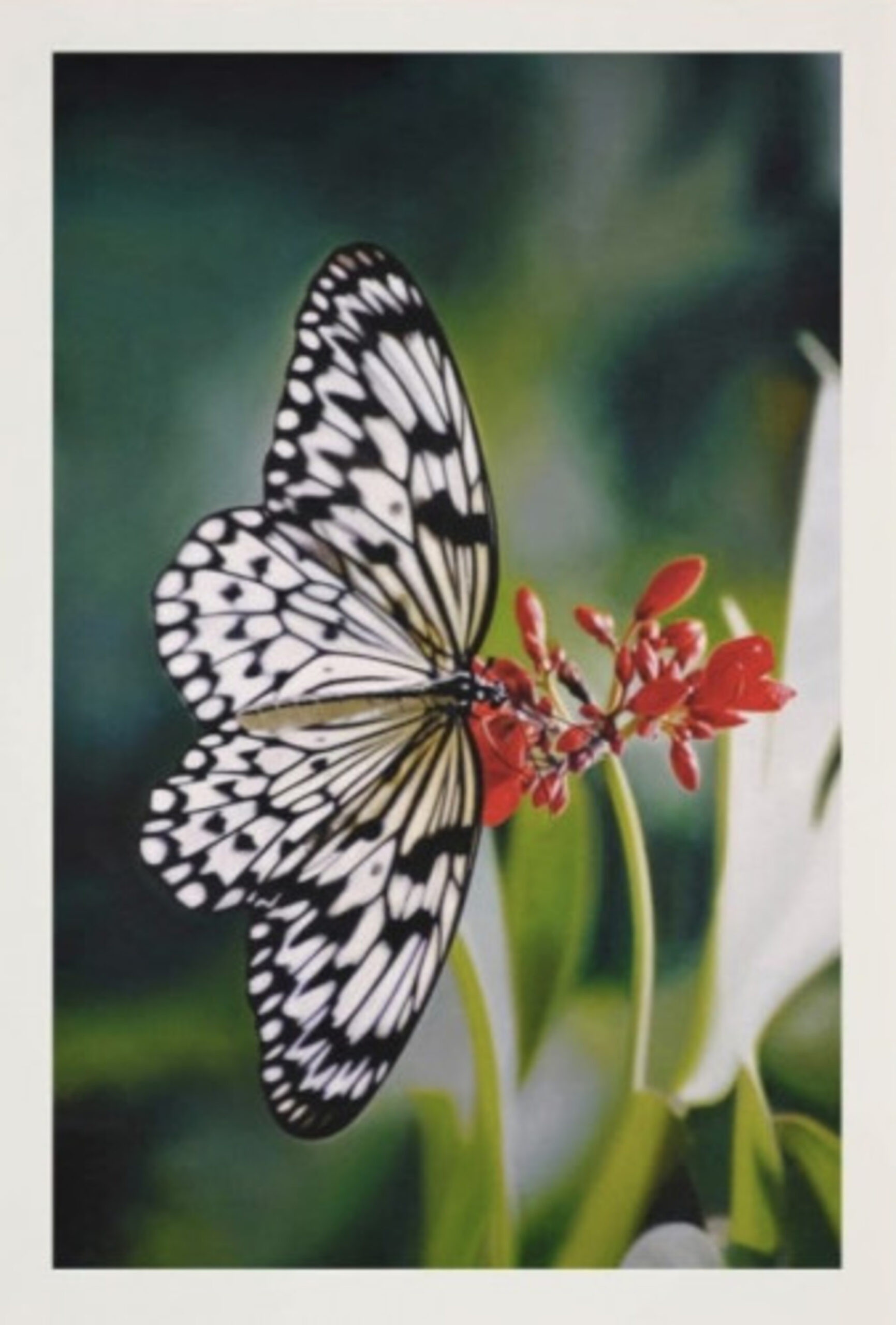 Paper Kite Butterfly on Oleander by Damien Hirst