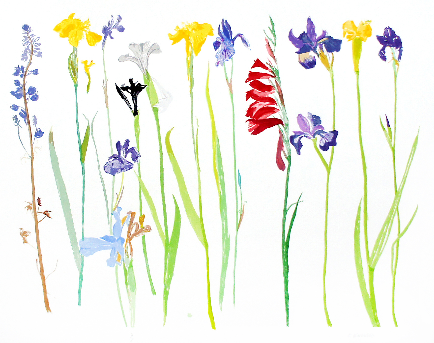 Wild Flowers by Elizabeth Blackadder RA