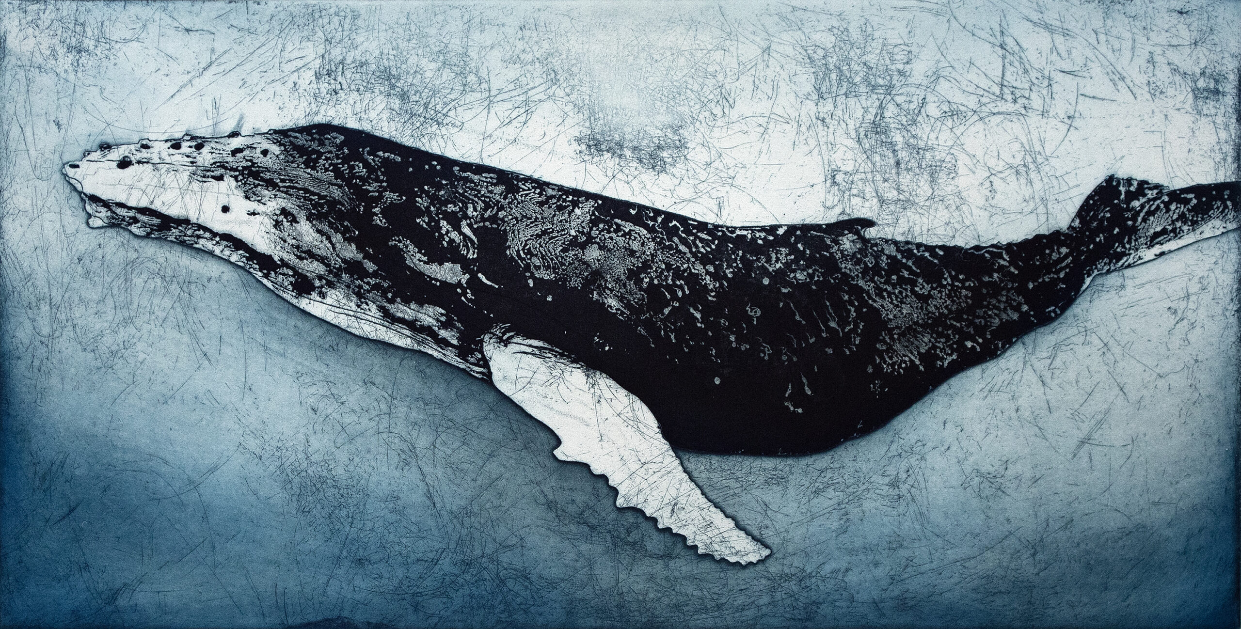 Humpback Whale VI by Marion MacPhee