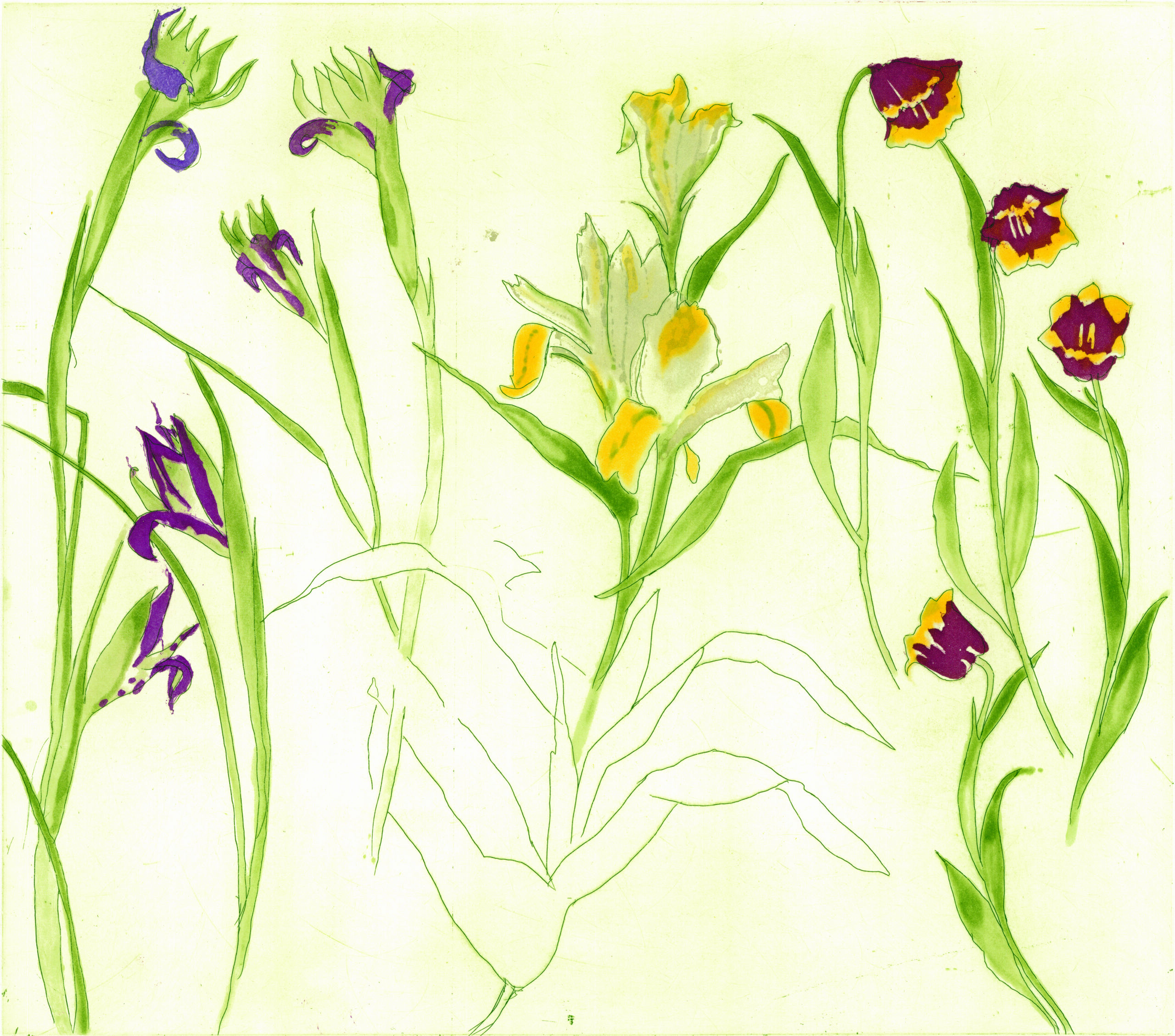 Irises, Lilies, Tulips by Elizabeth Blackadder RA