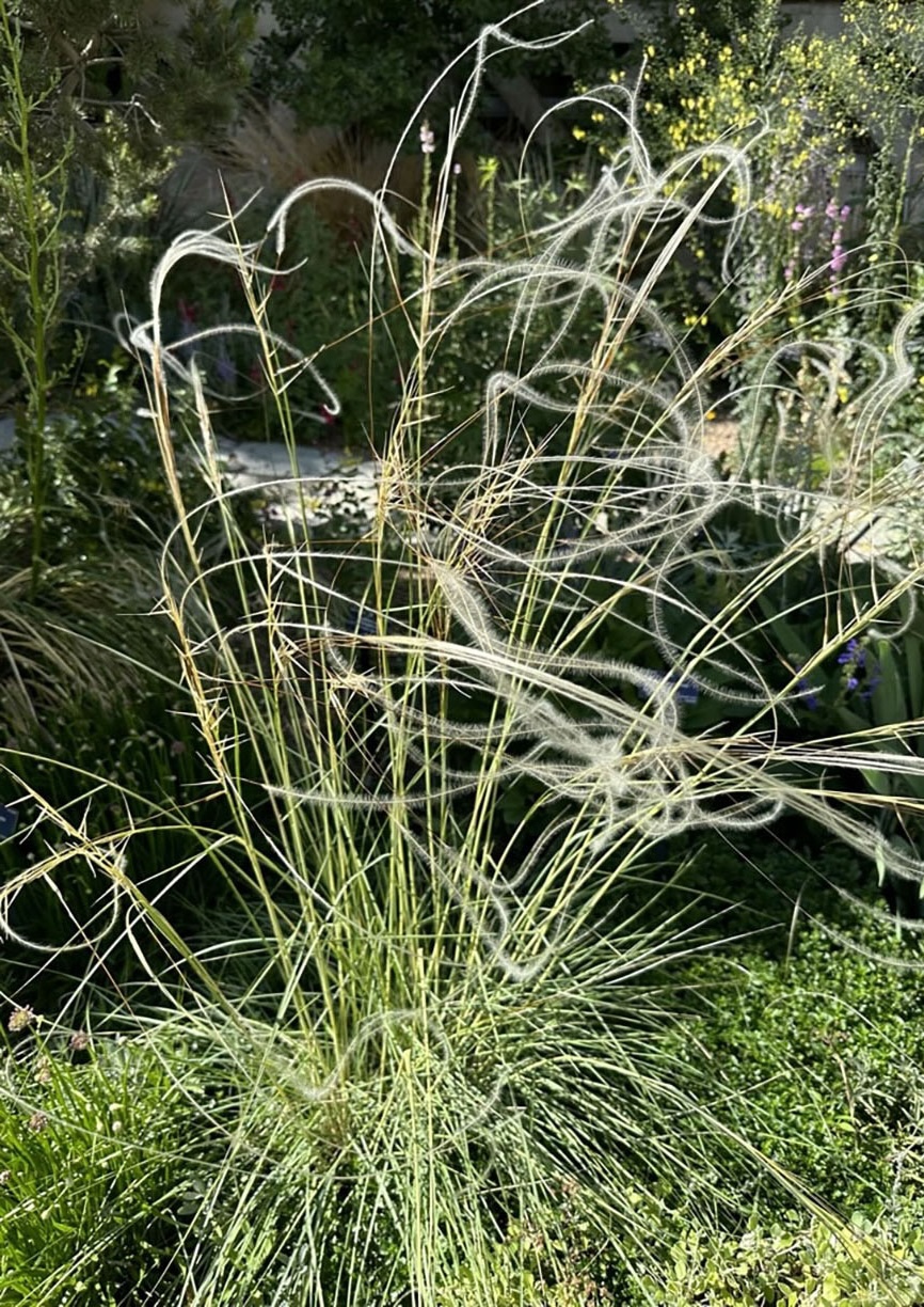 Feather Grass by Jean Gumpper