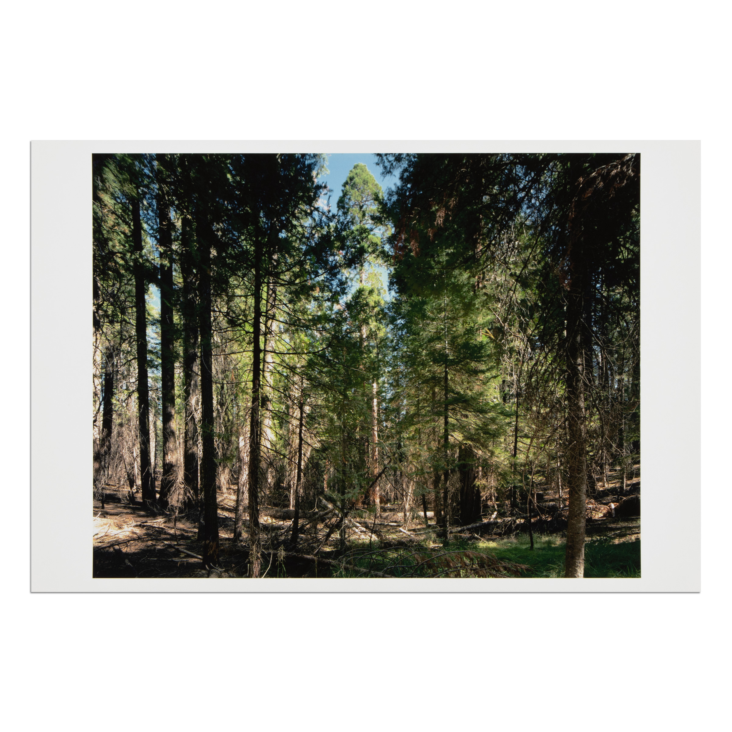 Yosemite National Park (from Paradies) by Thomas Struth