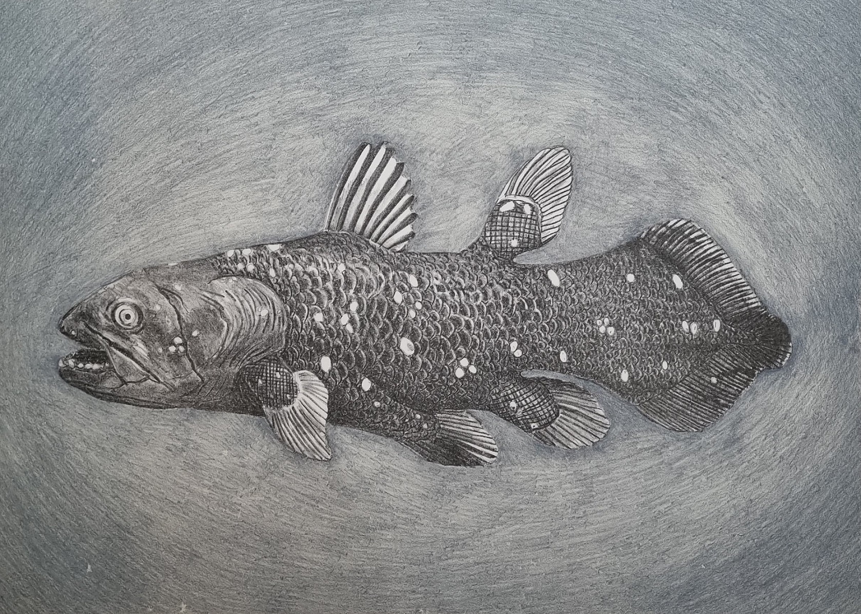 Coelacanthe by Walter Oltmann