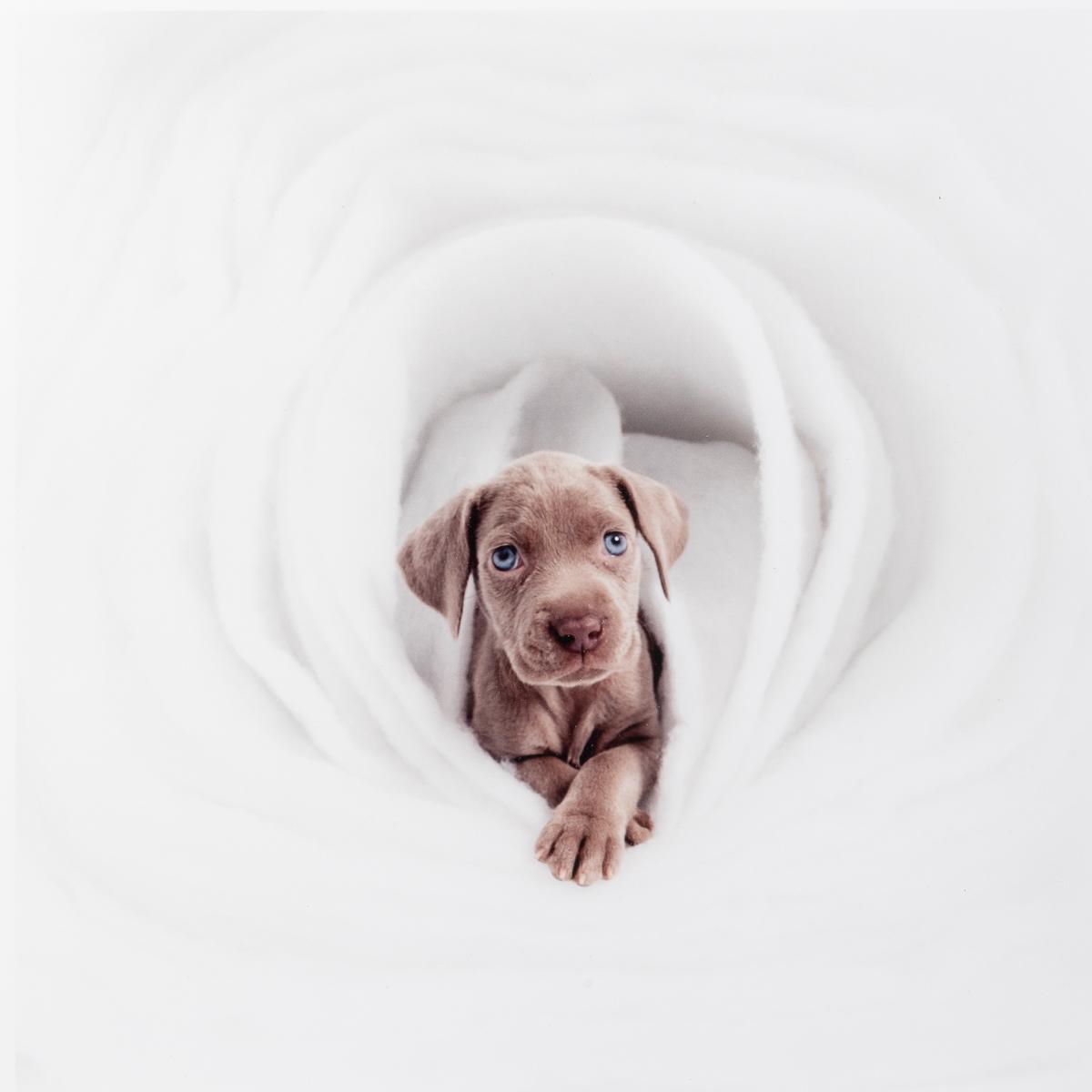 New by William Wegman