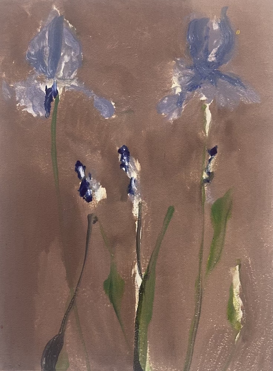 Iris by Shirley Irons